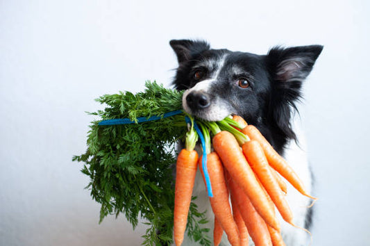 15 Incredible Vegetables for Dogs: Benefits and Potential Side Effects