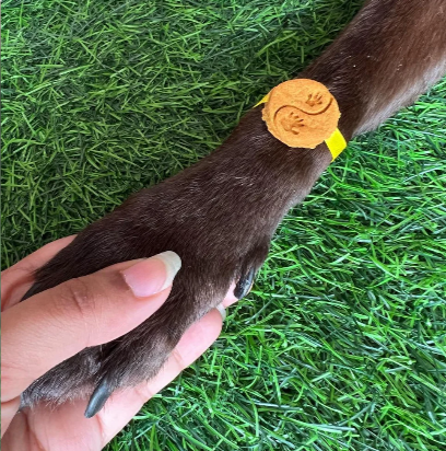 Pawkhi Edible Rakhi Treat  [Floof You]