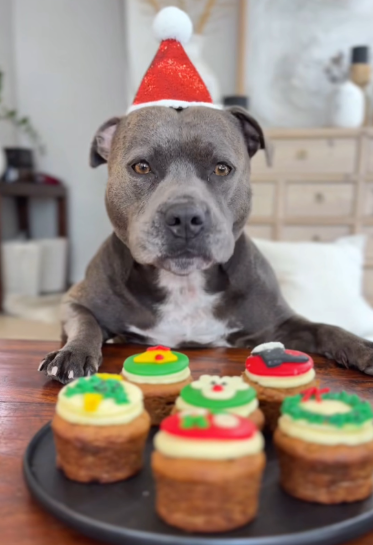 Woofmas Pupcakes (Pack of 6) [Simba's Barkery]